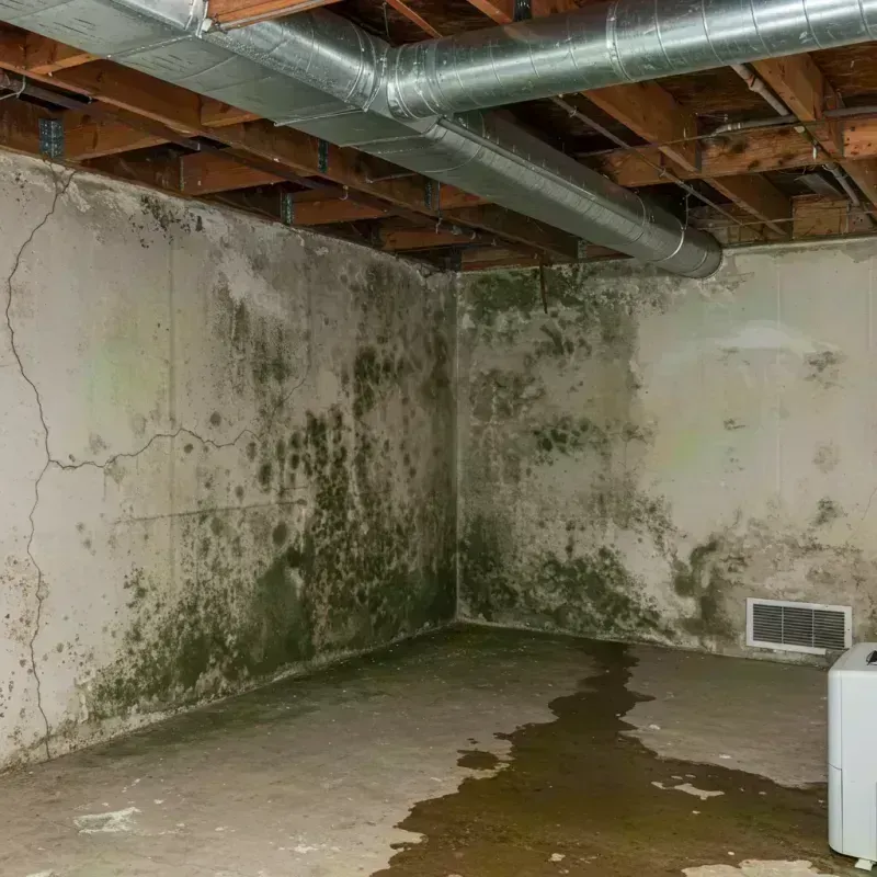 Professional Mold Removal in San Juan Capistrano, CA